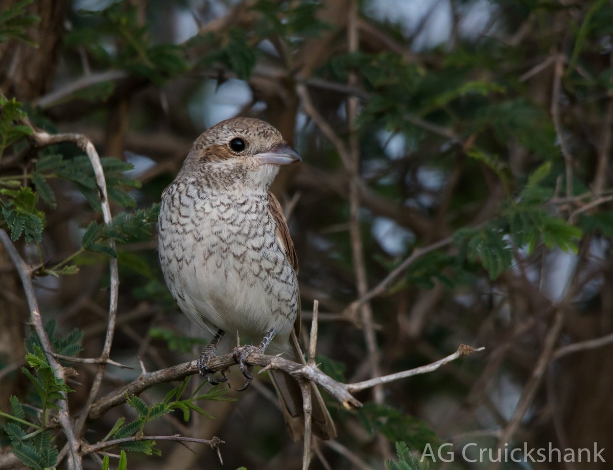 suturated's tweet photo. Female Red-backed Shrike at UMkuze Game Reserve, KZN. 

#birds #birding #kzn #nature #birdwatching #southafrica #canon760d #canon #photography https://t.co/SnM1XLCzc5