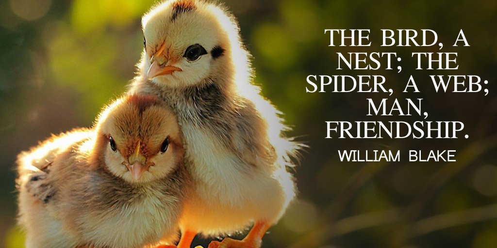tdkinser's tweet photo. The bird, a nest; the spider, a web; man, friendship. ~ William Blake https://t.co/9K7iKPGk81