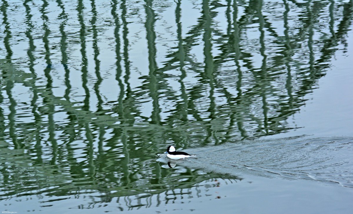 MikeSlickster's tweet photo. Lastly, winter #Birding on the #DelawareRiver at #LardnersPoint in #Tacony #Philly #Photography #TheDelawareForLife Drake and Mate (mallards) and some Buffleheads L8tr! https://t.co/p3EhPFVoBd