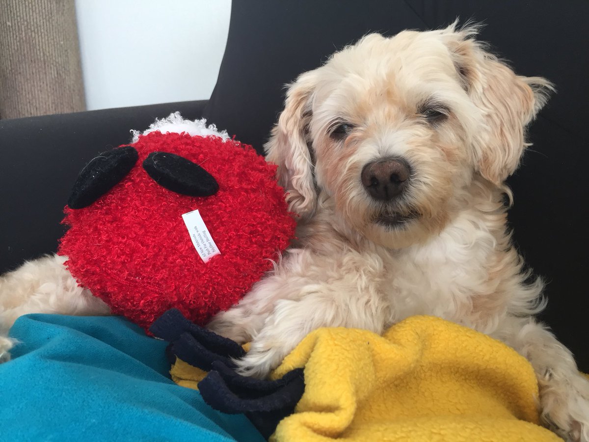 uncorkedcanine's tweet photo. When you are half asleep but not fully awake #flufflife #rufflife #cutenfluffy #dogsarefamily #snugglepuppy #vegandog https://t.co/0ROpx09Sbl