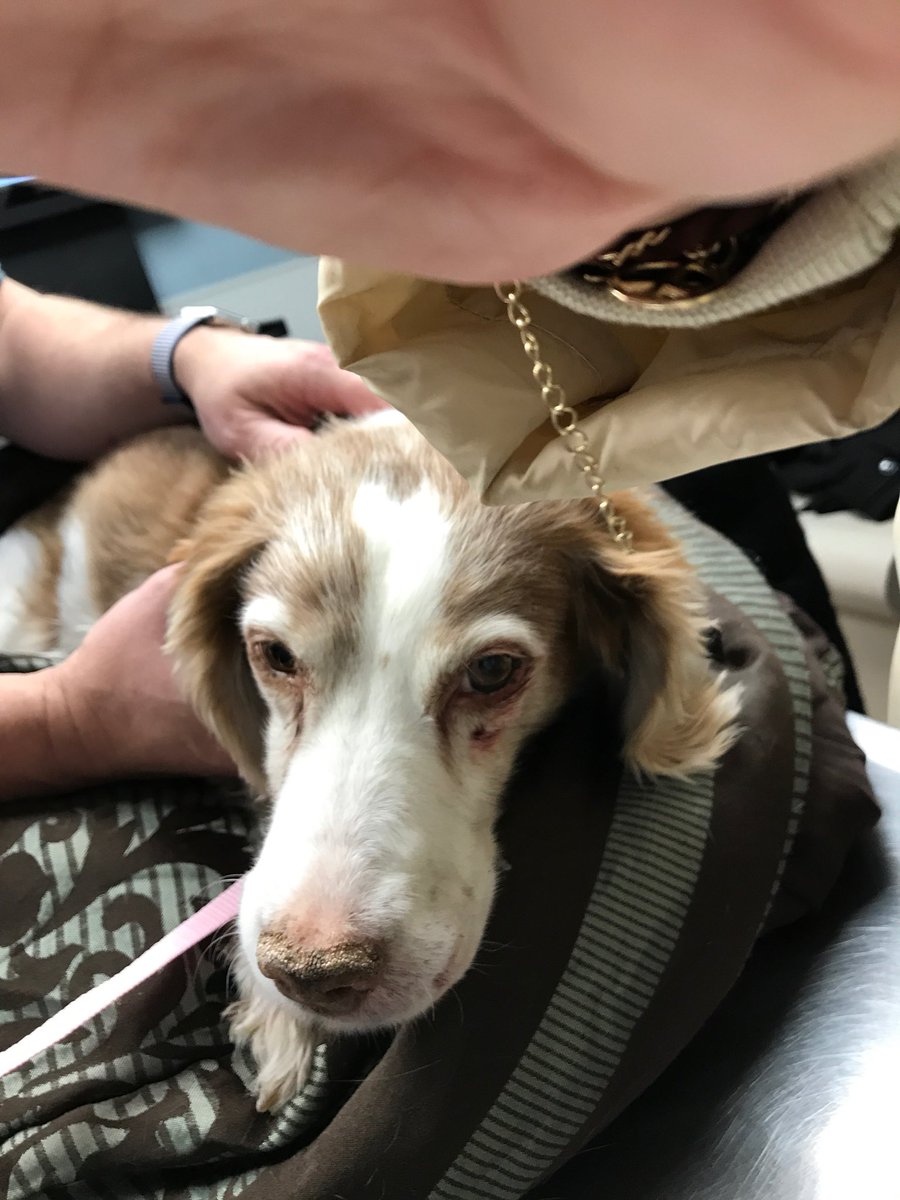 Nicole Amato (NicoleAmato_) Twitter