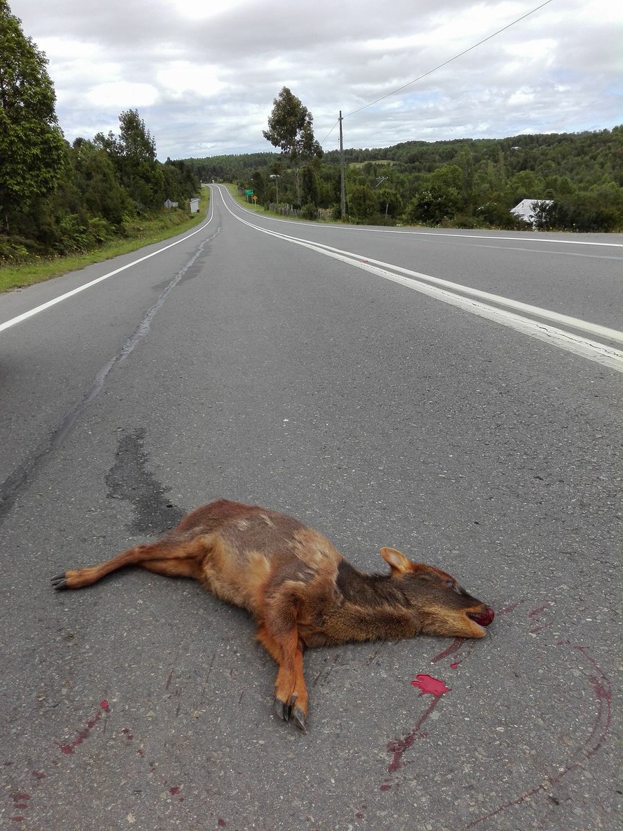 bgqueilen's tweet photo. Ruta chonchi -QUEILEN , hace dos días atrás , manejen atentos a la ruta porfavor , lamentable lo sucedido @AlertaPudu @queilencl https://t.co/5hB2SKeqds