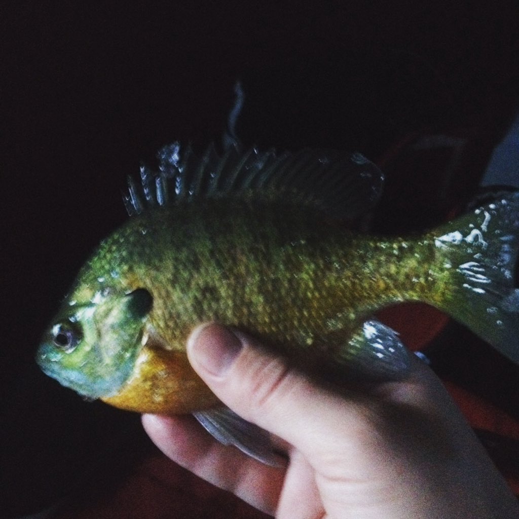 DanielPotocek's tweet photo. 2 bass and 9 big bluegill through the ice!! #icefishing #bass #bluegill on a @BerkleyFishing rod @BassProShops @FishingTheMW @LunkersTV @FishinWithFlair https://t.co/sAvTcH4a96