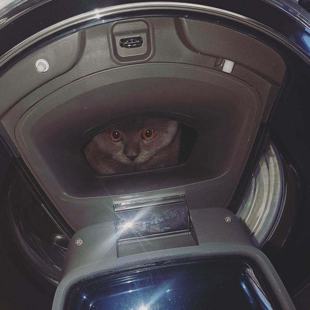 "It’s a small paw for a cat, but a huge paw for our feline empire. 👩‍🚀🐾" #koukineko by @simba_cat_kz
.
Royal Kittens are curated posts of our fans interacting with us on social media. Use our hashtag to get featured!
.
.
.
.
.
#cat #catsofinstagram #… ift.tt/2Di3SFY