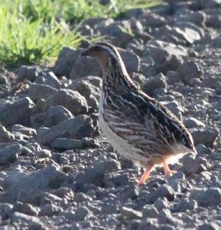 CodyCrawfordBio's tweet photo. J is for the Japanese quail (Coturnix japonica)! These little #birds are used in food production and research, and their eggs have been to space! #ornithology #BirdsABC #UniversityofIowa Photos: https://t.co/oHK2ZKTgTZ https://t.co/JSwlzXaznn