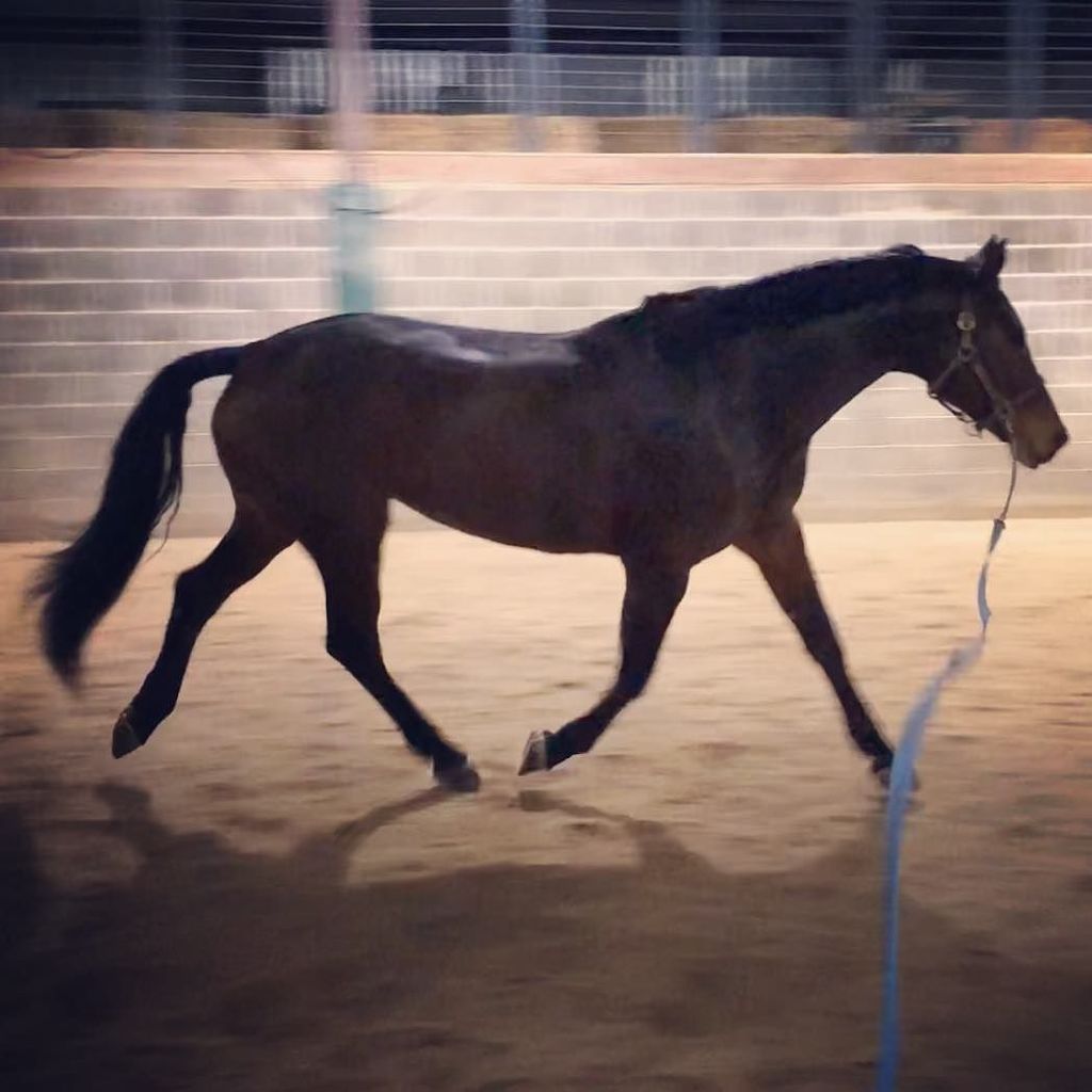 JenniferMcClure's tweet photo. Day 10/365. 📷 .
.
.
#photooftheday #365daysofphotos #horse #hanoverian #Roxxy #shesofancy #thattrottho #honeytreestables https://t.co/L4tnRz84qJ https://t.co/z2YDLI7otU