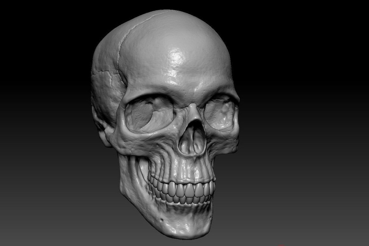 I sculpted this skull to be a 3x scale 3D printed wall hanging. All the pores were done by hand, one by one. #zbrush #digitalart #pixologic