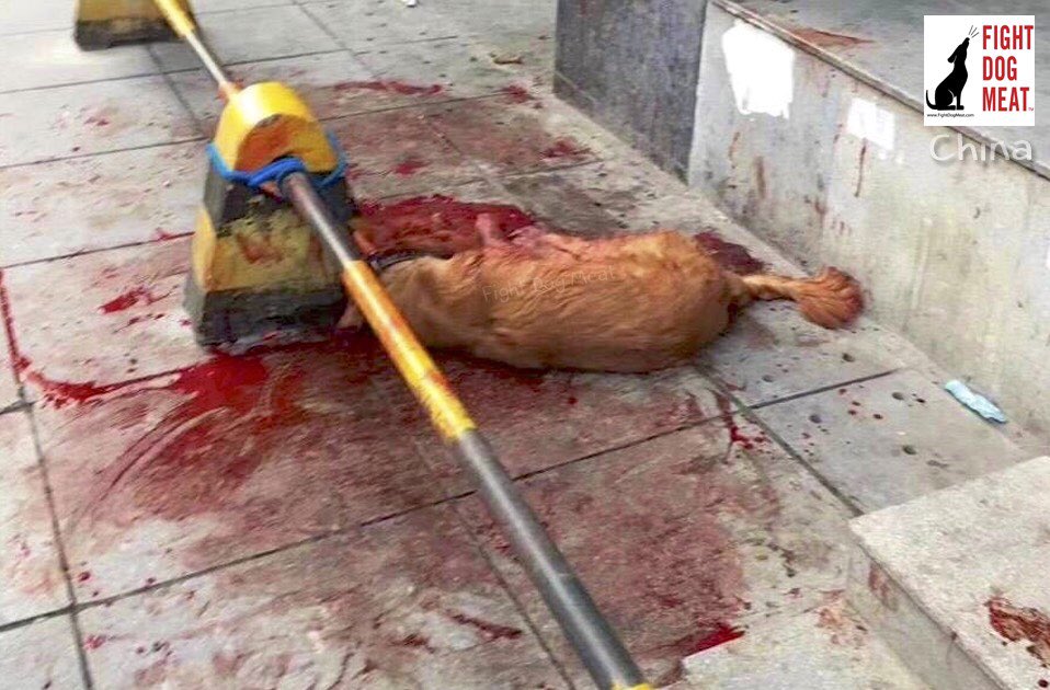 angie_renati's tweet photo. @CatherineWakeUp @OnlyNomaly @IngrahamAngle Es correcto #COKE nunca atacΓ³, mucho menos mordiΓ³ a nadie, el solo estaba esperando. #HuHanlin #policia ASQUEROSO sin mediar palabra con la gente alrededor para preguntar x el dueΓ±o comenzo a apalear al inocente..LAS IMΓGENES LO DICEN TODO.π
#JusticeForGoldie
PLZ..RT and SHARE https://t.co/8PKt6JL9hn