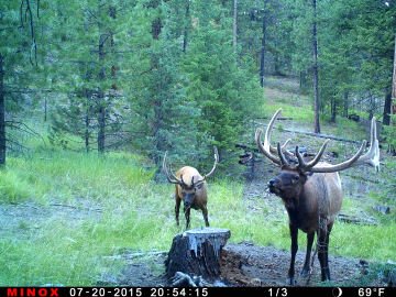 TrailCamNation's tweet photo. #ElkWednesday https://t.co/3aXqLK46Rl