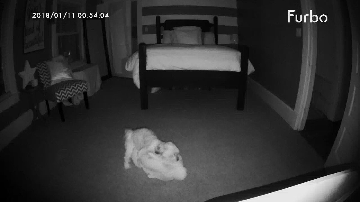 HannahStelmack's tweet photo. My dog camera is working well! https://t.co/YBqYlyKcYL