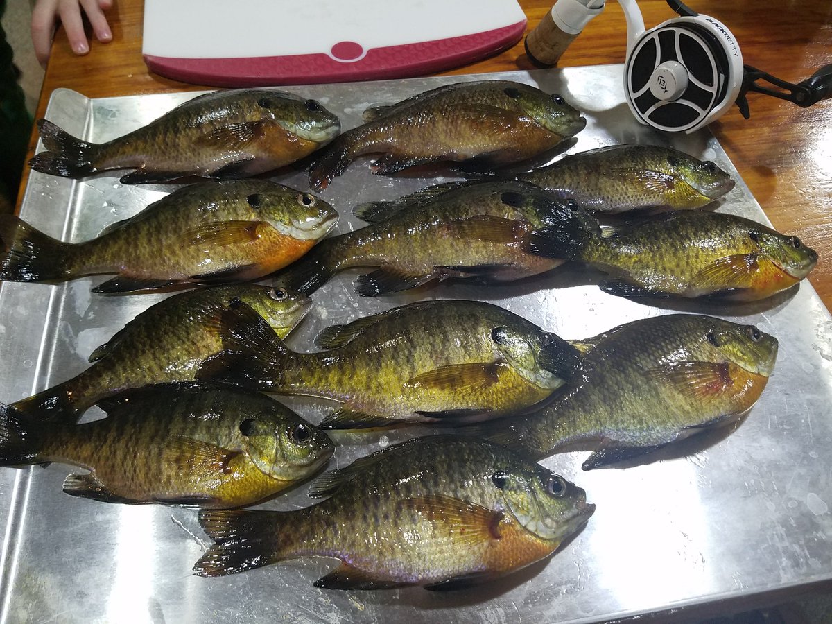 KodiakZack's tweet photo. #fishing #fish #icefishing #icebite #LakeErie #blackbettyreels #ticklestick #13fishing #kenders #kendersoutdoors #katchfish https://t.co/0uY5x2zJH4