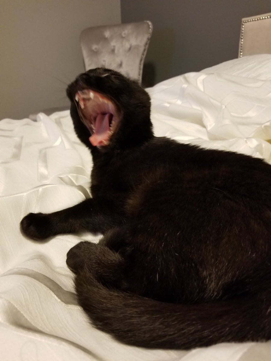 LifeOfOneBlack1's tweet photo. Just woke up! #CatsOfTwitter #yawn #catyawn #cat #justwokeup #blackcat #cuteanimaltweetoff #Cutepet #funnycat https://t.co/LlmZ38Hjjp
