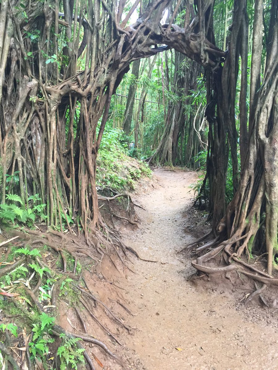 KatherineBH's tweet photo. Manoa Falls trail 💚💚💚 https://t.co/HLZ9SqsJRD