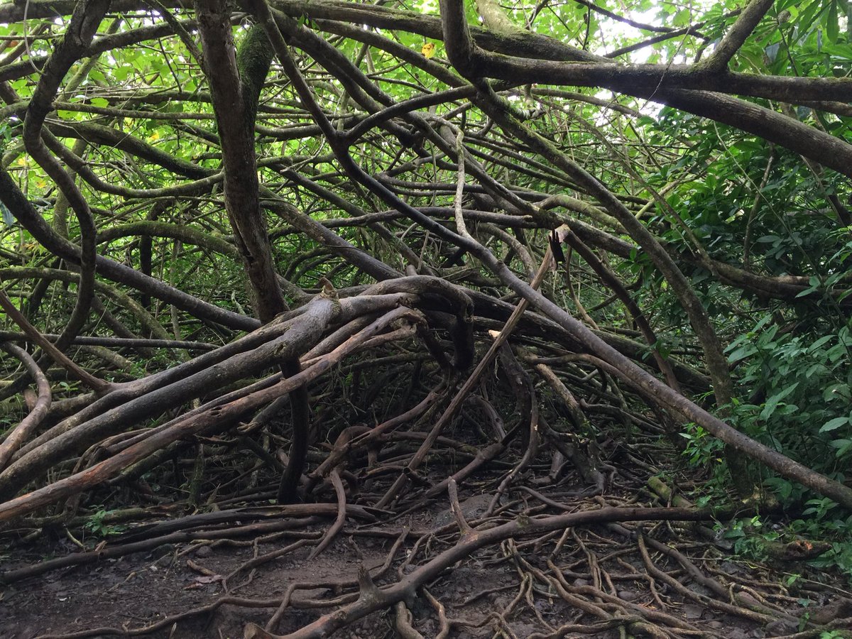 KatherineBH's tweet photo. Manoa Falls trail 💚💚💚 https://t.co/HLZ9SqsJRD