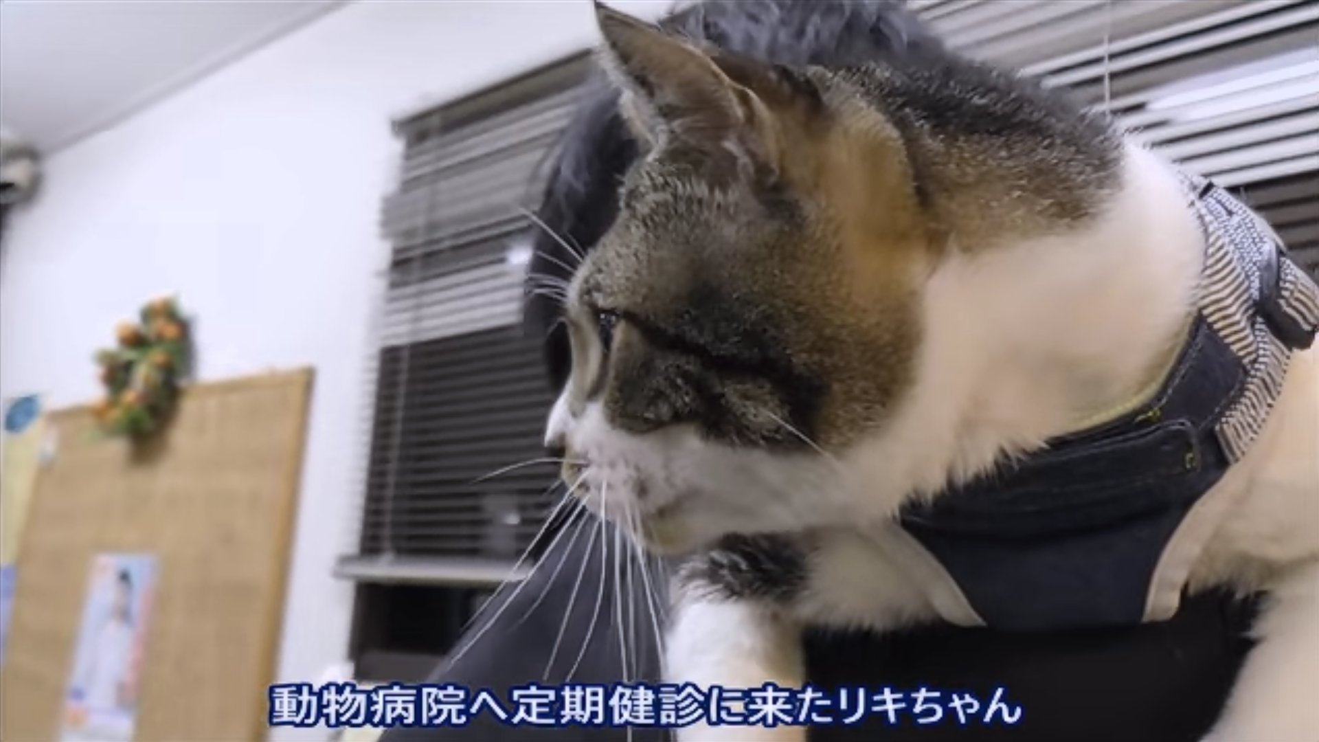 ねこのリキちゃん 激おこニャー シャー 猫動画 激おこ ゴジラ シャー 威嚇する猫 T Co Uesqscpmhn Twitter