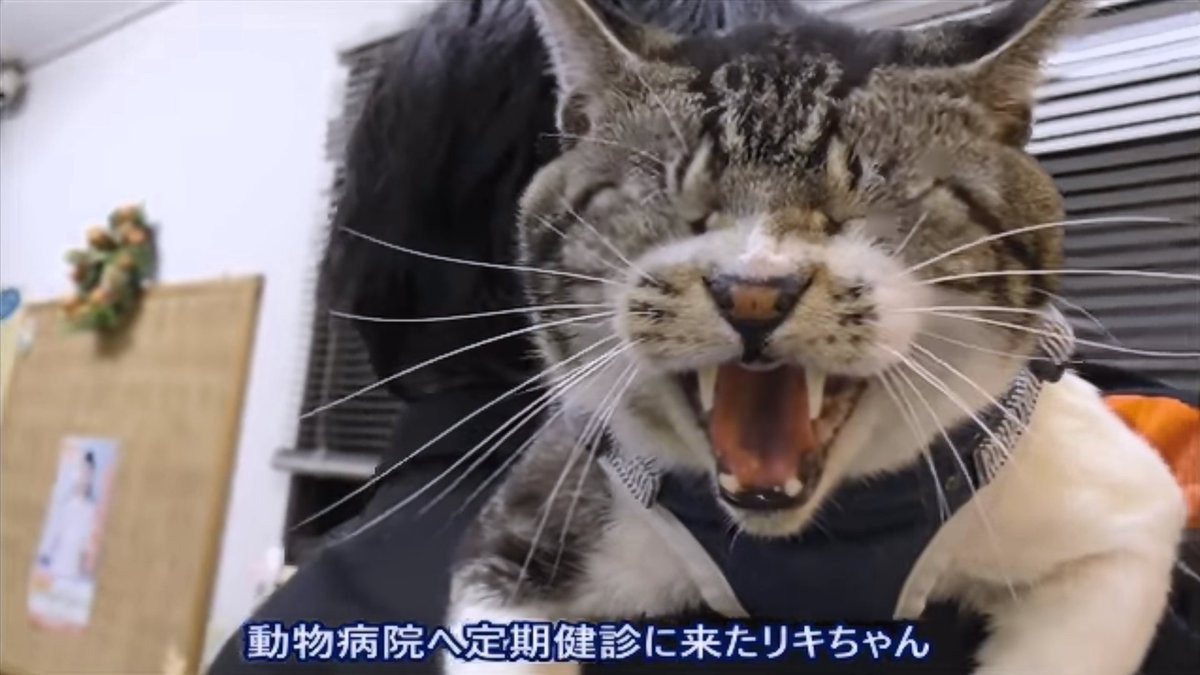 ねこのリキちゃん 激おこニャー シャー 猫動画 激おこ ゴジラ シャー 威嚇する猫 T Co Uesqscpmhn Twitter