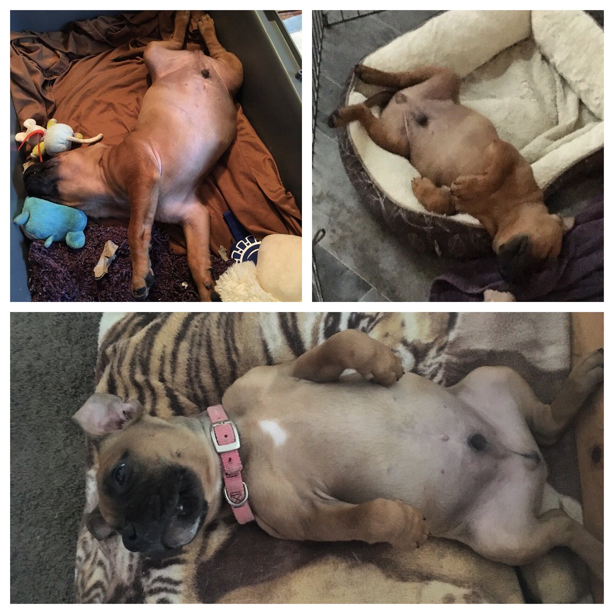MyStaffords's tweet photo. When all 3 #EzMaPups are caught on the same day in different homes in the same position. (L-R: Augustus, Louie & EJ #staffordpup https://t.co/e9KBho0ETh