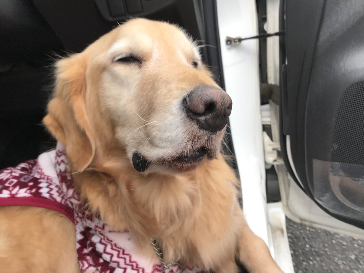 さいとう犬 戌年 犬の日 ホントは11月1日 さいとう犬が 11 11をお知らせするワンu W U さいとう犬 戌年 犬の日 ホントは11月1日 さいとう犬が 11 11をお知らせするワンu W U