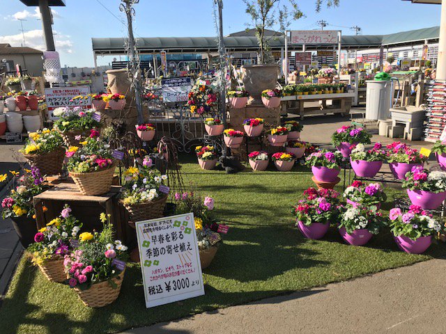 ジョイフル本田 ガーデンセンター ガーデンセンター富里店 千葉県 玄関先を春の寄せ植えで飾りませんか 花色豊富なプリムラ アネモネやラナンキュラスの 寄せ植えは華やかです お待ちしております ジョイフル本田 ガーデンセンター ガーデンセンター富里店 千葉県 玄関先を春の寄せ植えで飾りませんか 花色豊富なプリムラ アネモネやラナンキュラスの 寄せ植えは華やかです お待ちしております