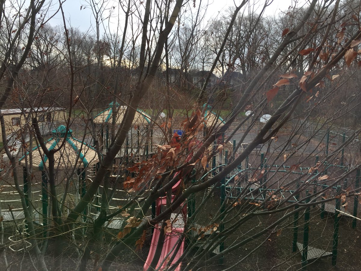 mrsreidenbaugh's tweet image. Meet Fluff! He is our classroom cardinal we spot time to time outside our window. #soaringintoscience