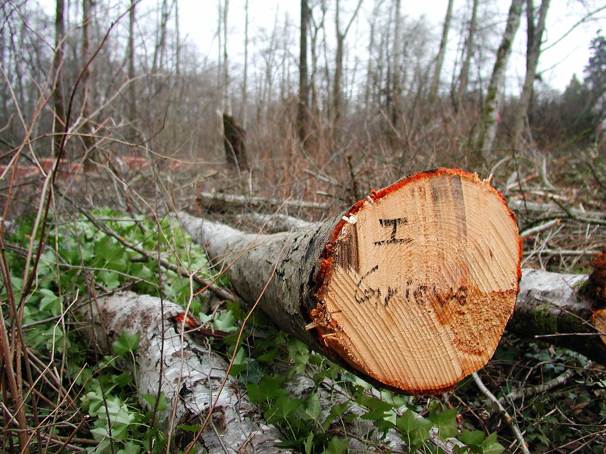 SurreyGrieves's tweet photo. 14168 - 106 Avenue, #HawthornePark, #SurreyBC: https://t.co/pk8F1GqJ4M @savesurreyparks #savehawthornepark https://t.co/Cyyu6VuPNN