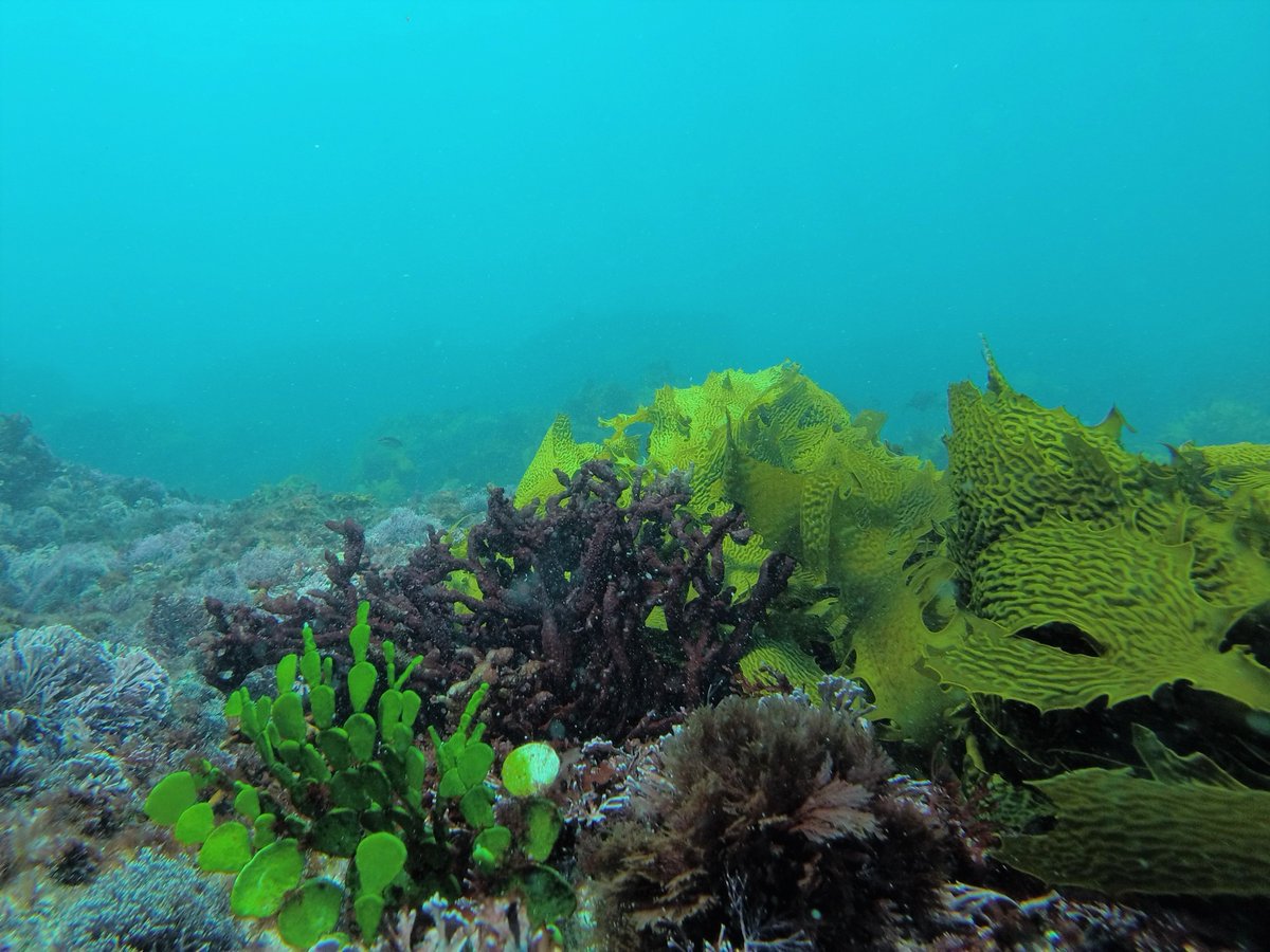 If you like them #seaweeds, temperate Australia is the place to go! Seaweeds from all colours and sizes in this global biodiversity hotspot. At least 4 new species on every dive! #kelptickling