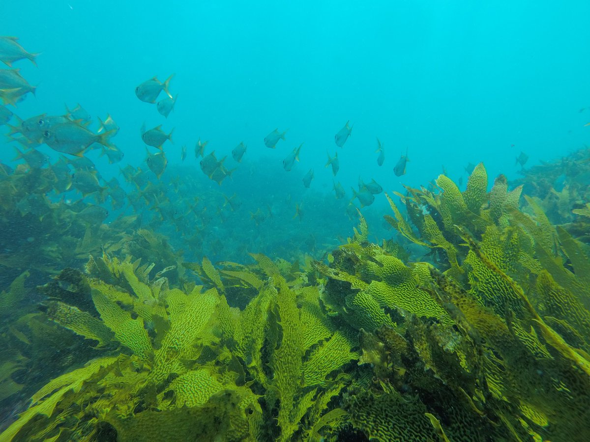 If you like them #seaweeds, temperate Australia is the place to go! 