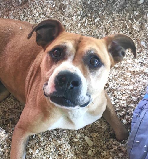 nyshelterpets's tweet photo. 🐶 Come visit #ALLIE before it's too late! #NYC She would love a RT or two! #AnimalLove 💜 https://t.co/fgi1YoDACT https://t.co/axosO0aSGQ