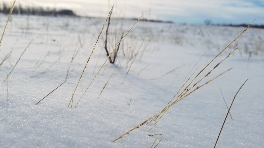 GrasslandNerd's tweet photo. It feels like -30, so who wants to ID dead #prairieplants on Twitter?
Hint this grass co-dominates with little bluestem on dry slopes. #ForensicPlantID π https://t.co/2JnZTqnBsd