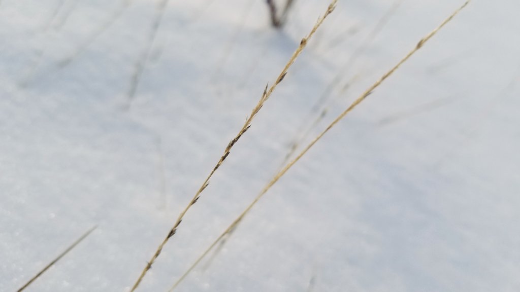 GrasslandNerd's tweet photo. It feels like -30, so who wants to ID dead #prairieplants on Twitter?
Hint this grass co-dominates with little bluestem on dry slopes. #ForensicPlantID π https://t.co/2JnZTqnBsd