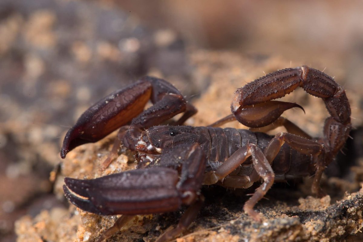 mongabay's tweet photo. New ‘ghost’ scorpion among several species recorded for the first time in Malaysian rainforest: https://t.co/A0C7QFLdha https://t.co/t7qGMKt03G