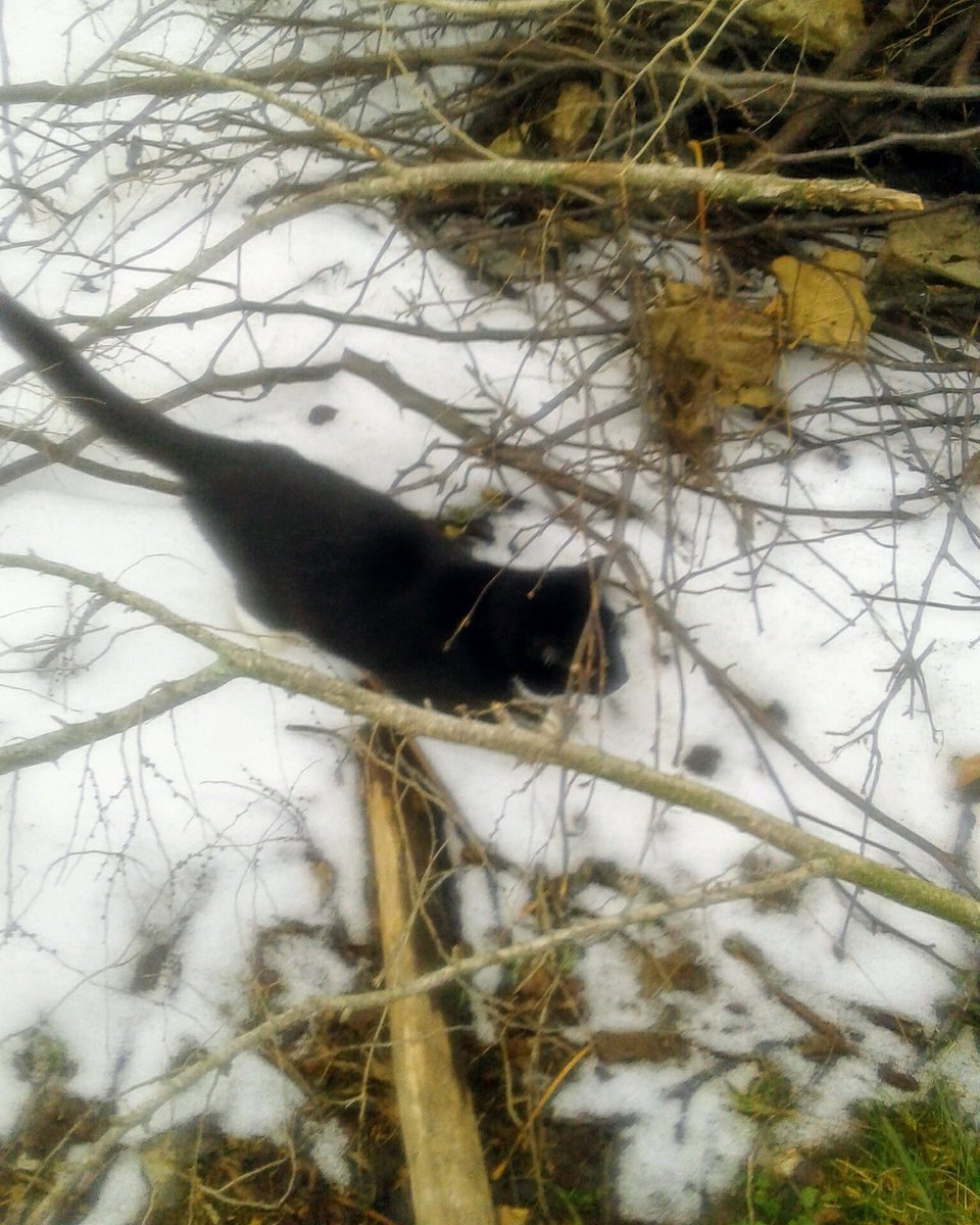 Maxcattrax's tweet photo. This is Mordecai exploring. https://t.co/lVW6GkHa8W