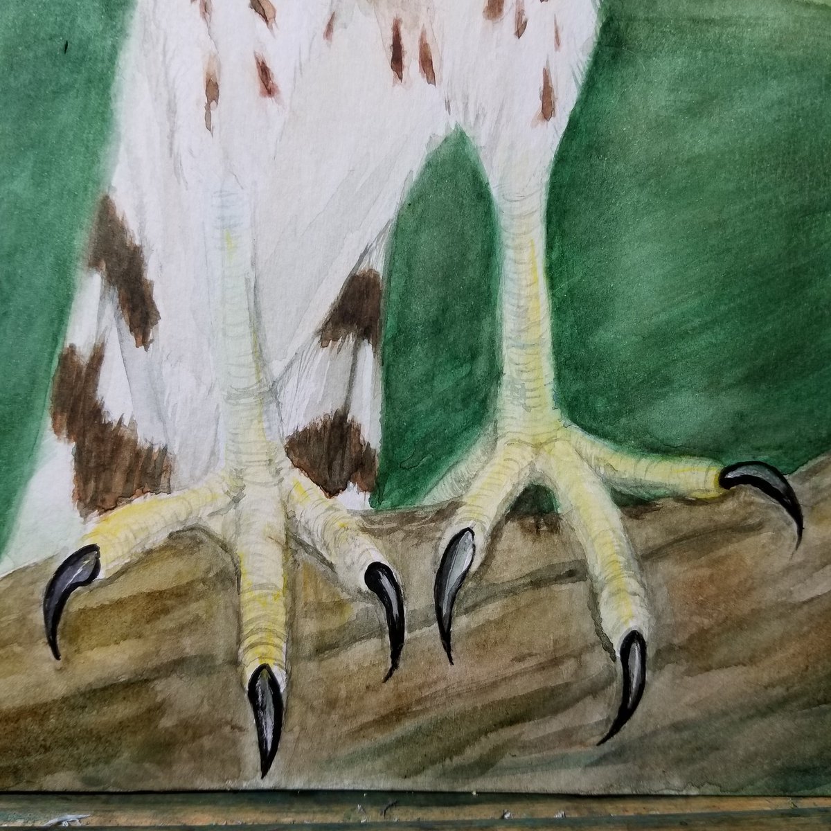 ChrisKrantzArt's tweet photo. Work was less than great today..put those negative thoughts into a nice sharp set of #tallons for my #hawk π https://t.co/Mm3sUVYCwi