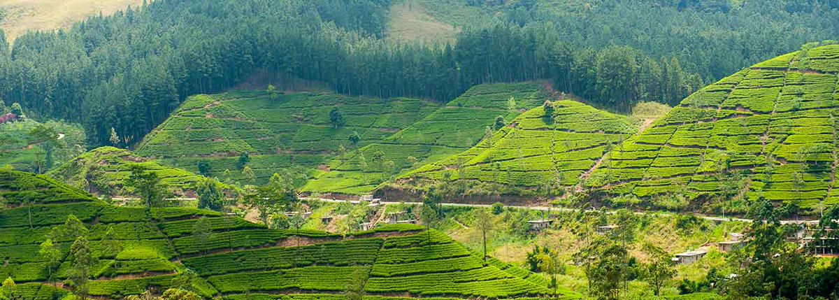 classytours's tweet image. Bandarawela has a cooler climate throughout the year. Linked to a royal and colonial past blended with a lush forestation has made this town a base for eco-tourism.#lankaclassytours #wanderlust #hillcountry #bandarawela