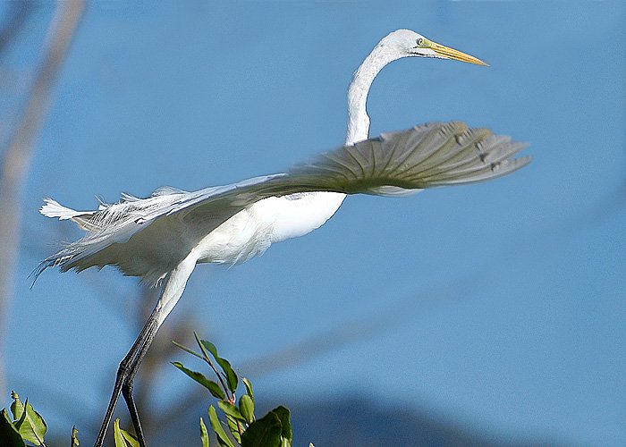 Today Mr Patrice experienced a safari boat tour to see wildlife in Caño Negro - Rio Frio. Full of Wildlife!!! #AccesibleCR
Hoy el Sr. Patrice continuo su aventura en el rio frio. Un tour en bote para observar aves!!! #AccesibleCR
