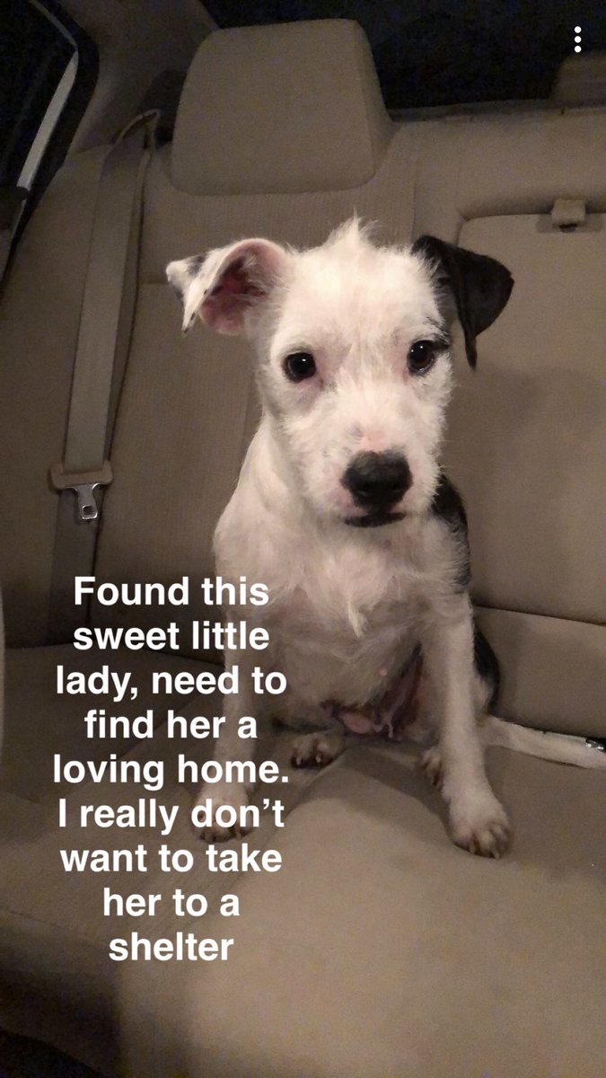 StephGolightlyy's tweet image. I found this cutie at a gas station and couldn’t leave her. I need to find her a loving home. I’m taking her to the vet tomorrow to check if she’s microchipped. I can’t keep her as I already have 3 other pups at home 😞 but I really don’t want to take her to a shelter!