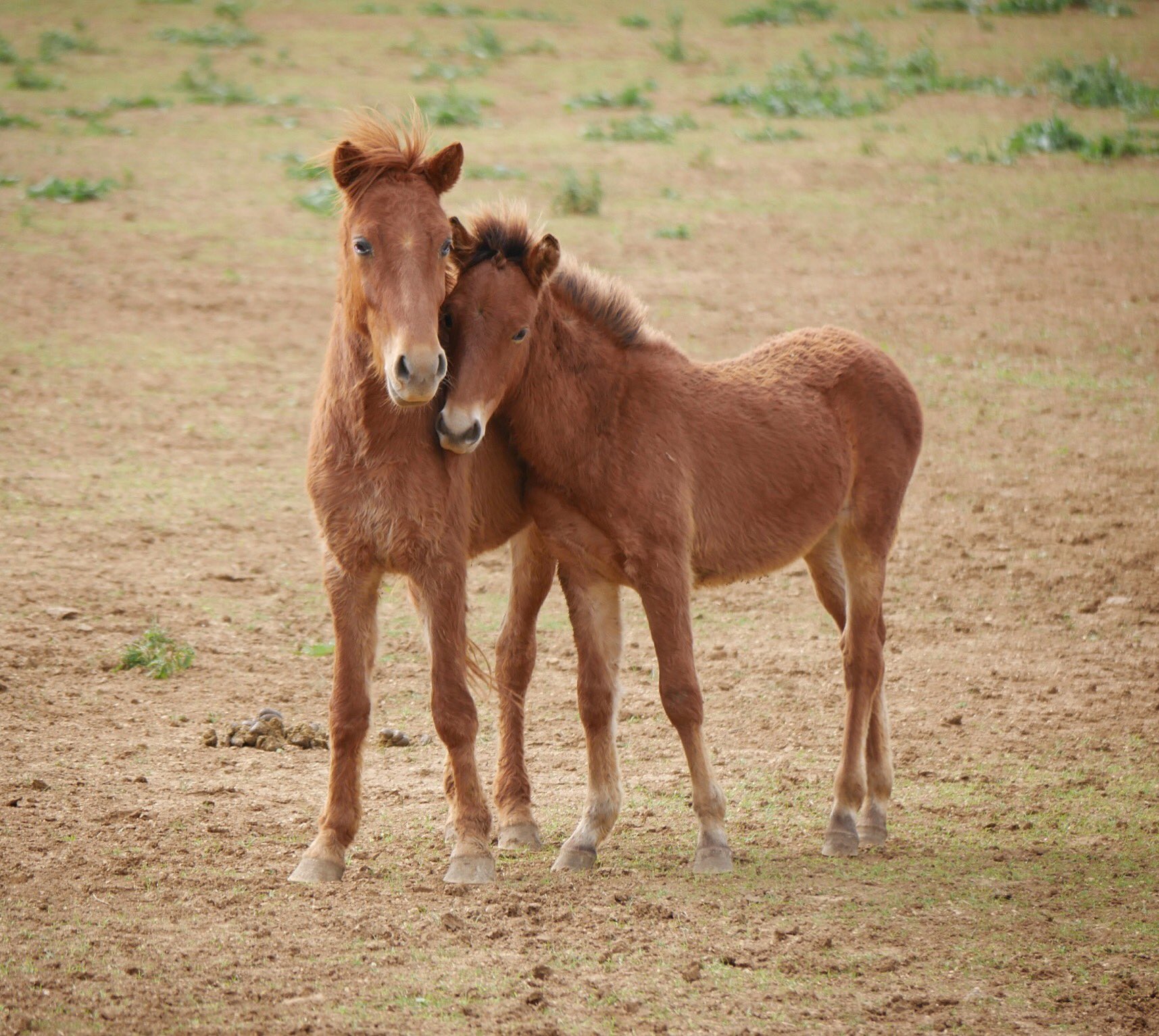 みさき On Twitter: "【宮古馬を助けてください！！】※拡散希望 沖縄県の天然記念物、宮古馬。  絶滅の危機からようやく46頭になったのに、一部の馬を天然記念物から除外、補助金の減額が市から言い渡されるそうです。（市長＝宮古馬保存会会長）  Https://T.co/Gagvmmskhb ...