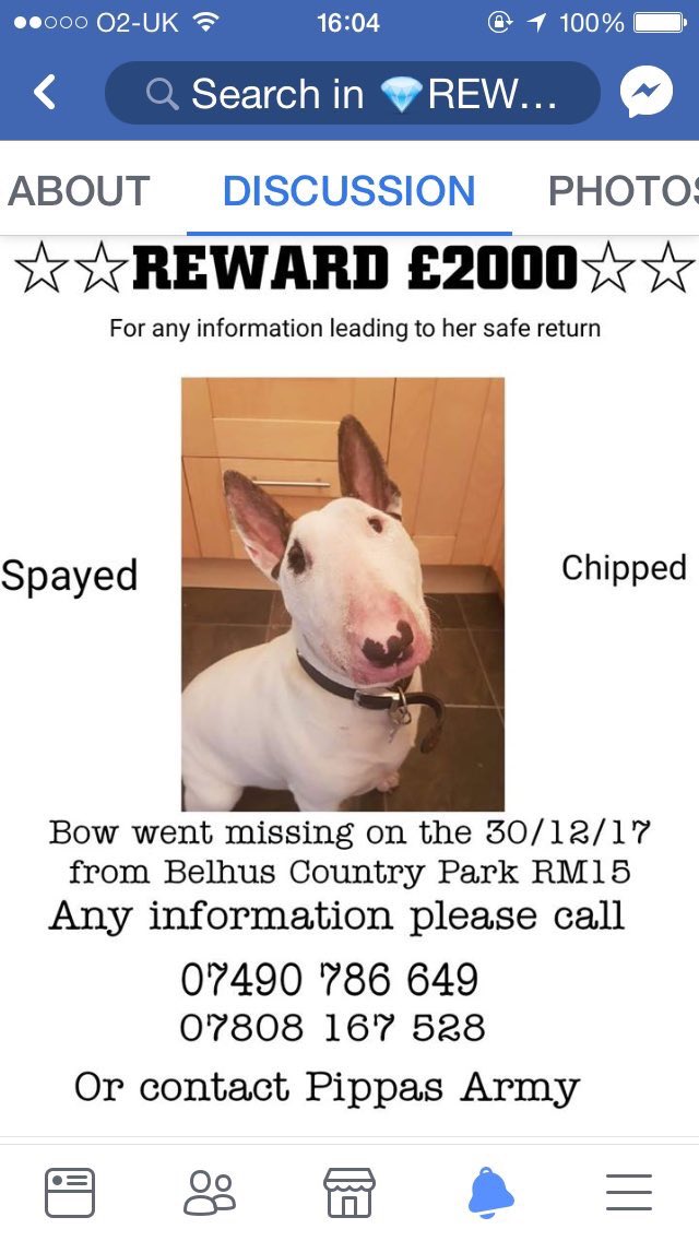greenfairy2's tweet photo. Pls RT to #findbow #englishbullterrier #ebt @PipTomson @P_Wicks01 @marcthevet @dotslondon @PeterEgan6 @THEJamesWhale @Mattjohnsons @AnnekaSvenska https://t.co/jXcFhVn0O2