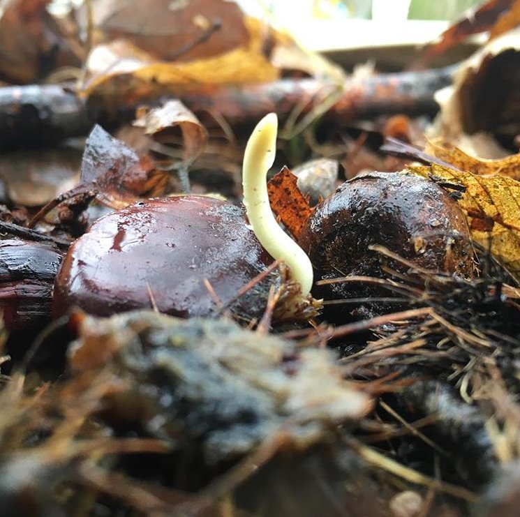 DeDomeinen's tweet photo. Nieuw jaar, nieuw leven! #provinciedomein Vrijbroekpark (Mechelen) en Prinsenpark (Retie). #winterklokjes #scheut #sprouts #groen #natuur https://t.co/VgjT1qPmlu