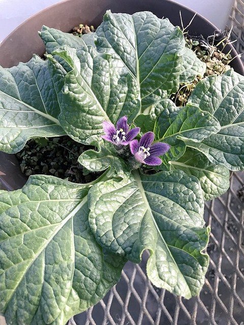 livedoornews's tweet photo. 1000RT：【伝説の植物】「マンドラゴラ」が兵庫で開花、ネット上で驚きの声
https://t.co/l5NvtVDlR4

引き抜くと叫び声を上げ、聞いた人は死ぬという言い伝えもある植物。「実在したんだ」と大きな反響を呼んだ。 https://t.co/YWuPodax0u