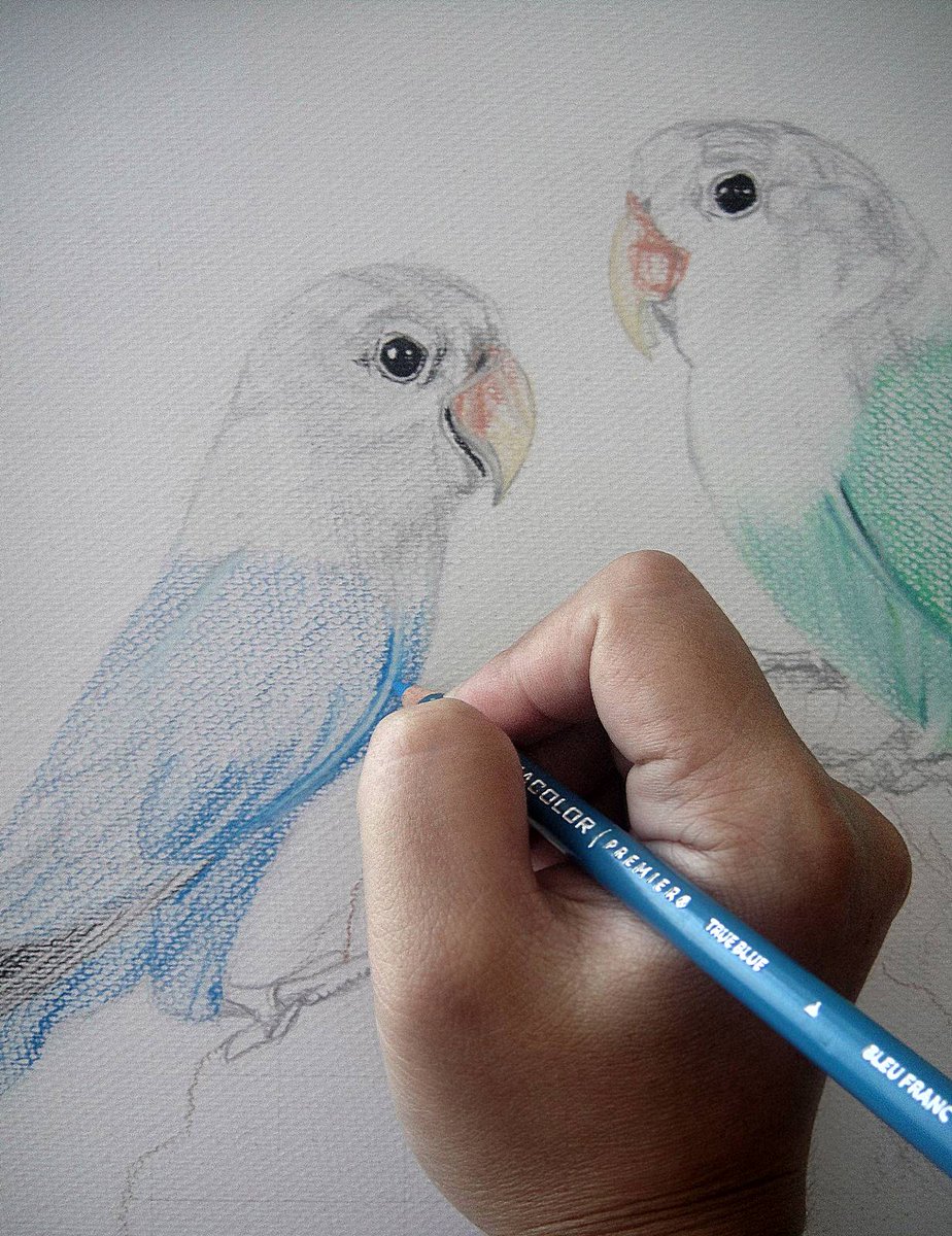 Ever since our mother died, we've been relying on #bird 's "music" to liven the quietness of our home. We have 2 pairs of #LoveBirds now. 

This is the 1'st pair..
#blue &amp; #green #WorkinProgress
#ColorPencil on #paper 

#ArtIsMyTherapy #IndieArtBlast #BigArtBoost #illhueminati