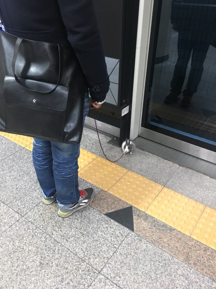 illusion714's tweet photo. 출근길 내 눈이 의심스러웠던 순간
토끼랑 같이 출근 하시는분 https://t.co/YABpTv5e1i