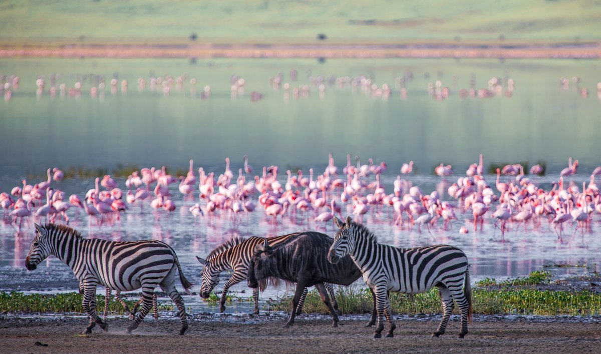 Variedad y emoción de la vida salvaje en África sobre el Cráter Ngorongoro. aventuraafrica.com/paises/tanzani…