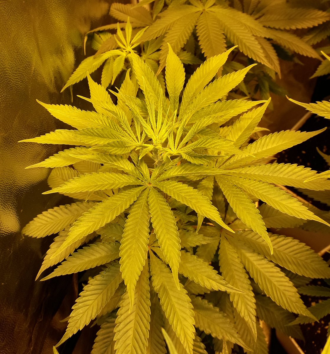 AdrycManellson's tweet photo. Aquí se Abre Camino imparable la Vida Verde Mundo, #Spitfire #Lovelles y #Blueberry99 de @GreenbudSeeds bajo #HPS600WTS, #CocoAllMix de @ProXL_Spain, #RefPet #LightHouseMAX de @HydroGardenLtd, 1 semana de Prefloración.
Espero que Os Gusten;-))) https://t.co/wKRivKpn1v