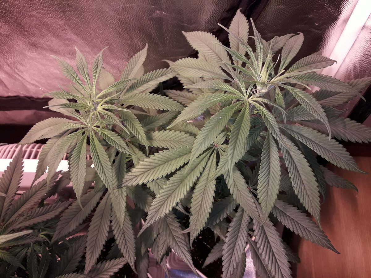 AdrycManellson's tweet photo. Aquí se Abre Camino imparable la Vida Verde Mundo, #Spitfire #Lovelles y #Blueberry99 de @GreenbudSeeds bajo #HPS600WTS, #CocoAllMix de @ProXL_Spain, #RefPet #LightHouseMAX de @HydroGardenLtd, 1 semana de Prefloración.
Espero que Os Gusten;-))) https://t.co/wKRivKpn1v