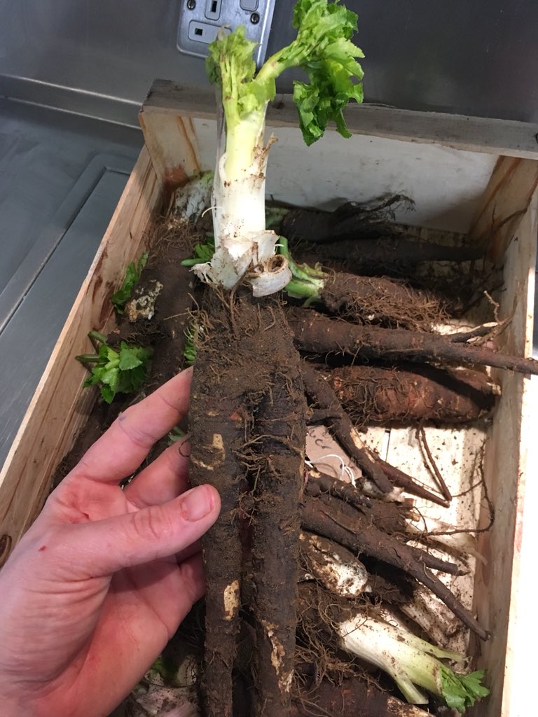 Amazing Alexander root in this morning <a href="/GauthierSoho/">Alexis Gauthier</a> cheers <a href="/wildroommike/">Mike de Stroumillo</a>