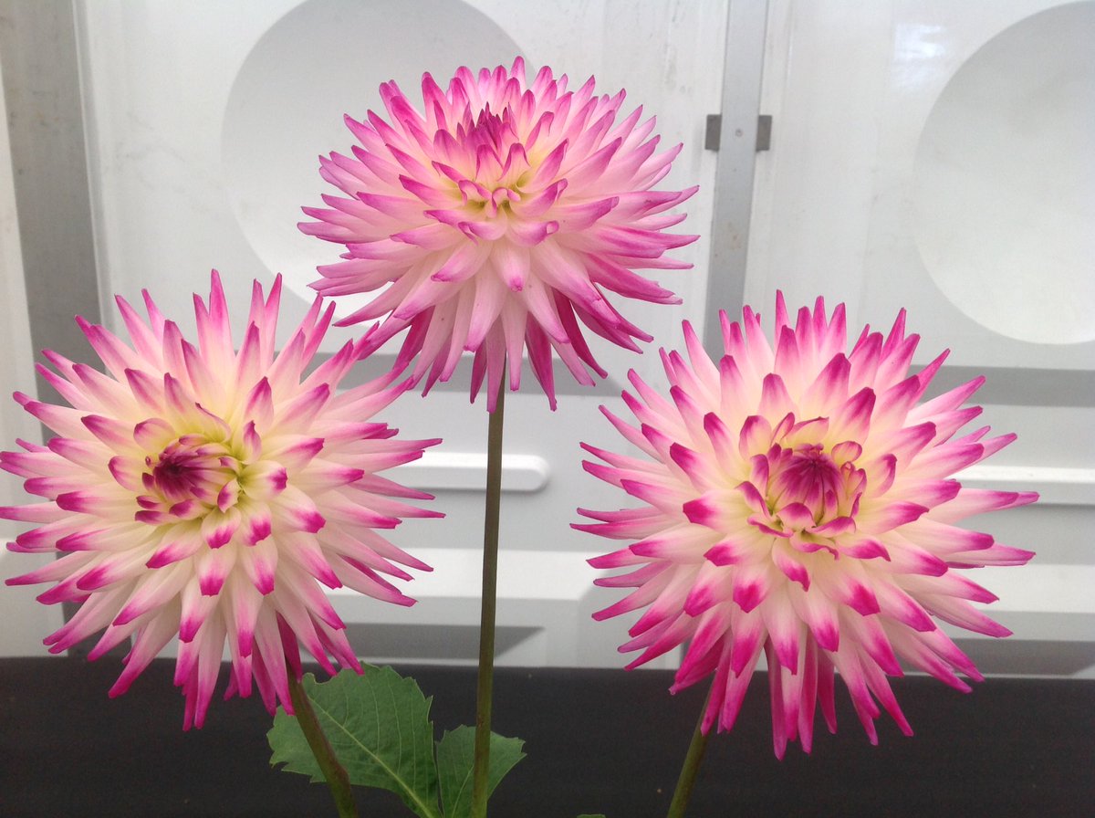 Jack Gott tweet media