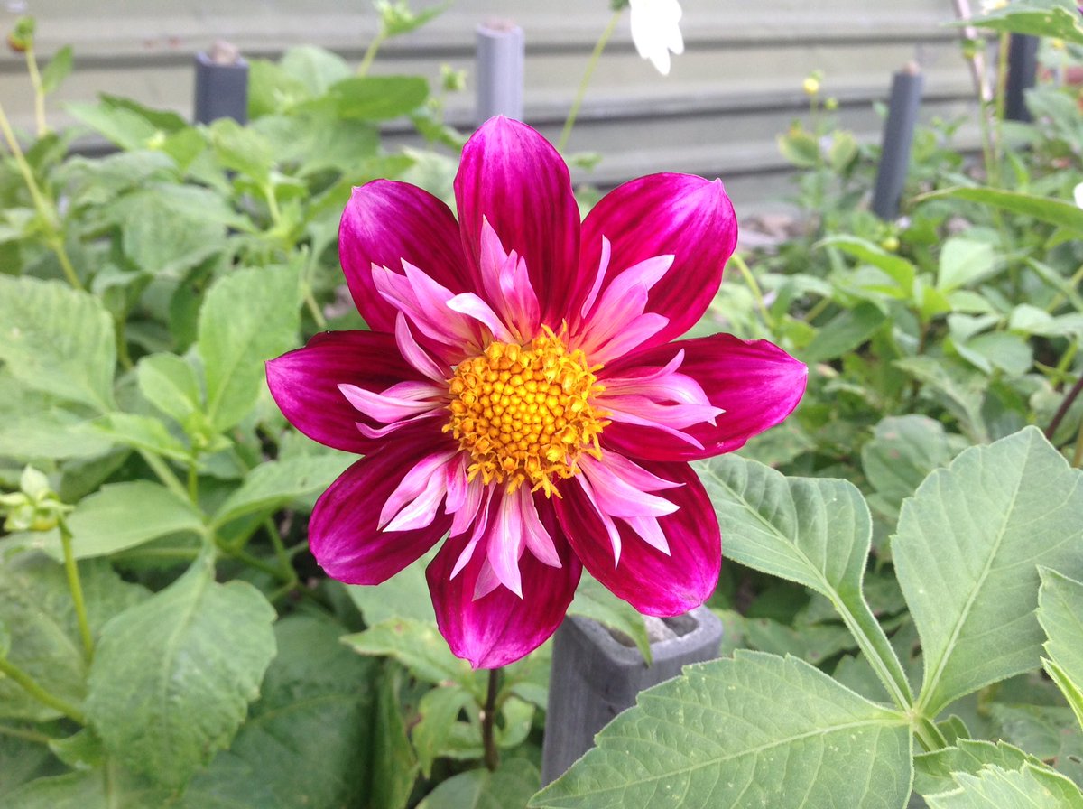 Jack Gott tweet media