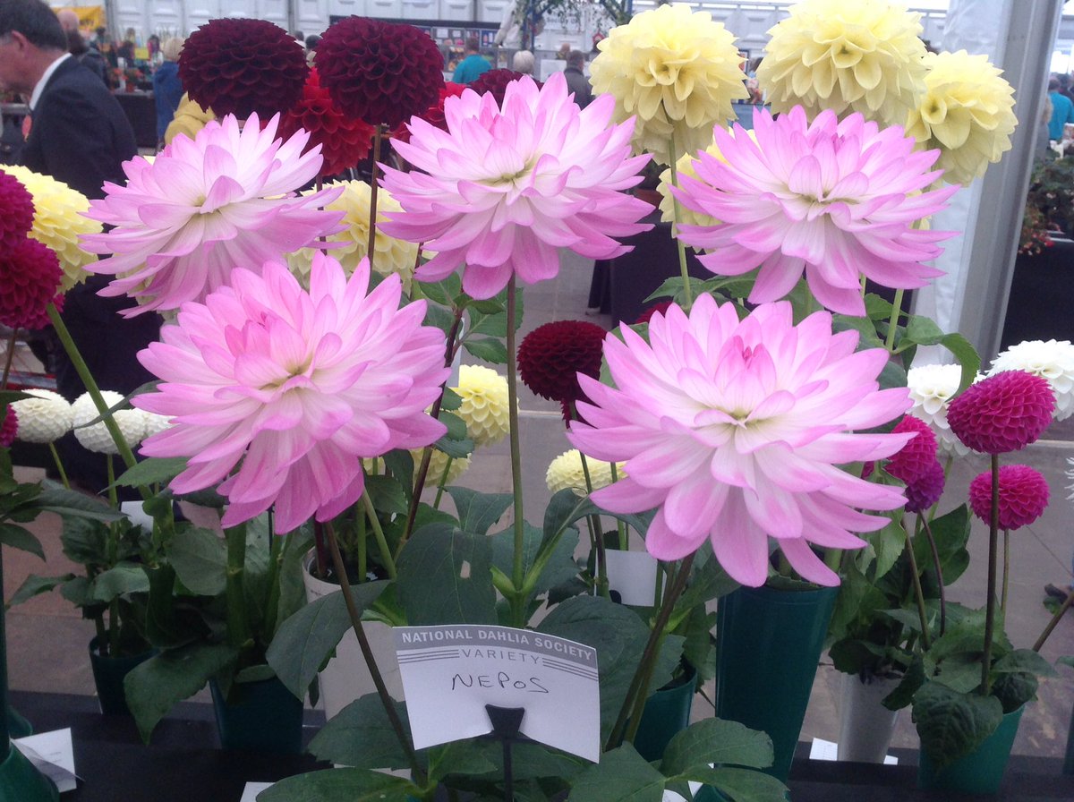 Jack Gott tweet media