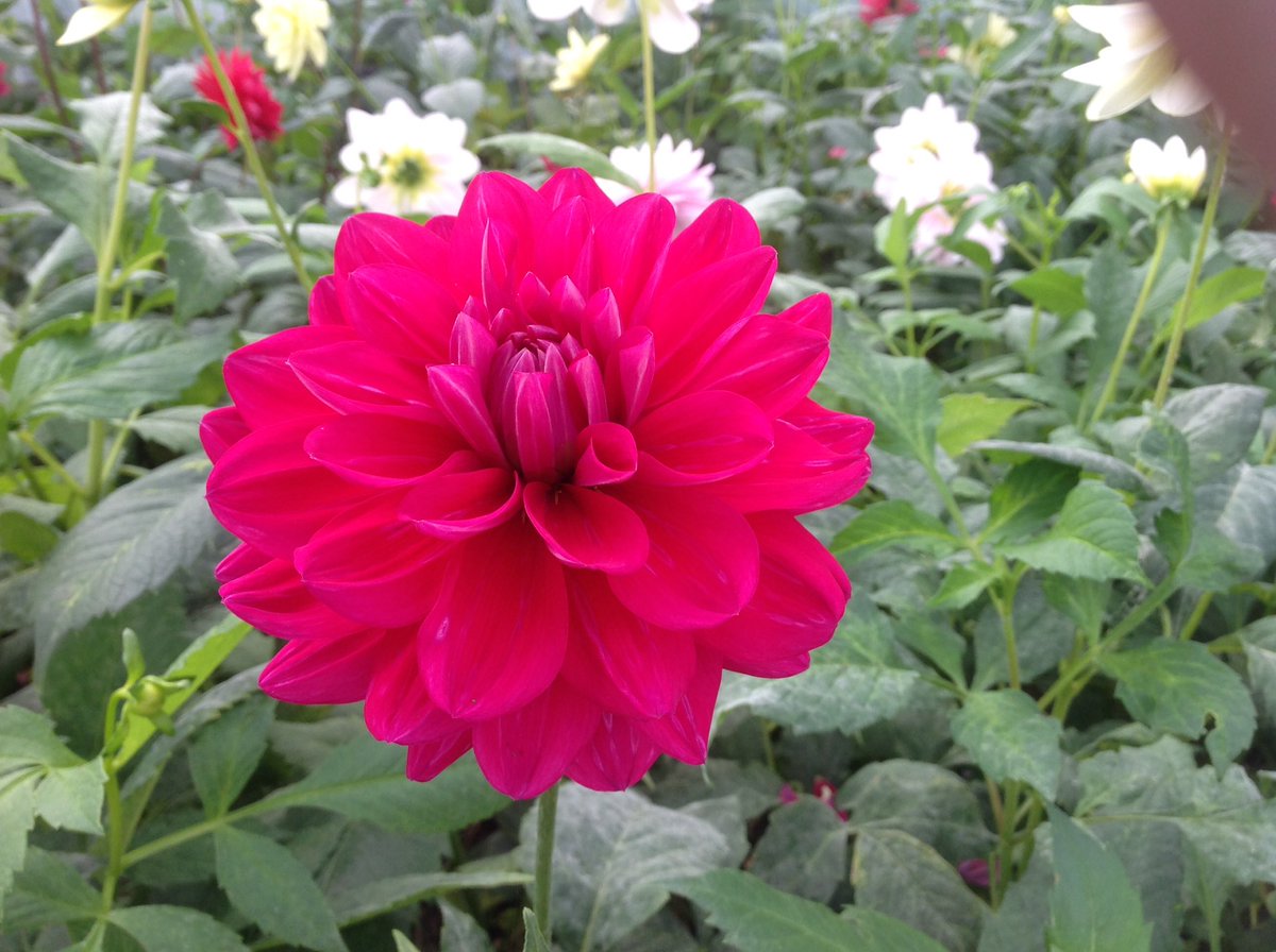 Jack Gott tweet media